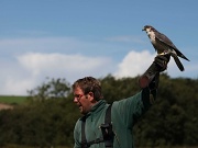 26th Aug 2011 - Cornish Birds Of Prey Centre [4]