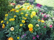 1st Sep 2011 - Beautiful Blooms