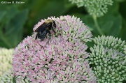 31st Aug 2011 - Bumblebee and Sedum