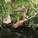 Snake vs. Frog by falcon11