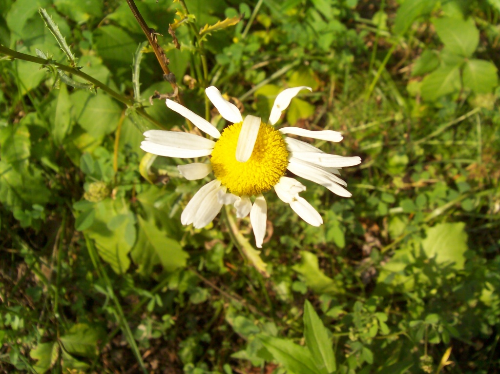 Scraggly Daisy by julie
