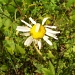 Scraggly Daisy by julie