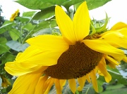 1st Sep 2011 - Sunflower Petals