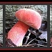 Red Mushroom Collage by olivetreeann