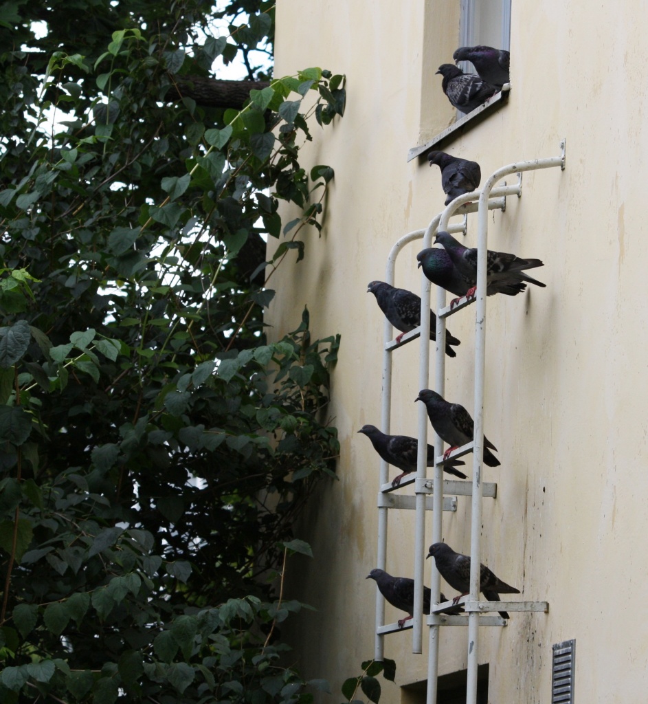 Pigeons roosting - Pulut orrella IMG_4585 by annelis