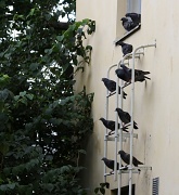 1st Sep 2011 - Pigeons roosting - Pulut orrella IMG_4585