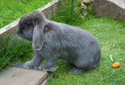 31st Aug 2011 - Rabbit