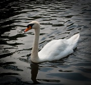 2nd Sep 2011 - Swan