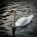 Swan by manek43509