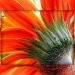 Gerbera Another Point of View by judithdeacon