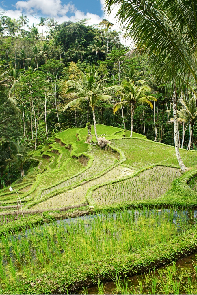 Bali Green by lily