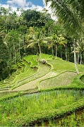 31st Aug 2011 - Bali Green