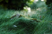 2nd Sep 2011 - Morning dew