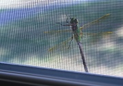 2nd Sep 2011 - I can hang on your window screen if I want.