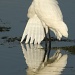 Great White Egret Preening by twofunlabs