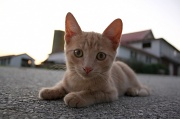 1st Sep 2011 - The Littlest Farm Cat