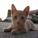 The Littlest Farm Cat by kerosene