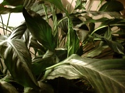 1st Sep 2011 - Peace Lily 9.1.11 