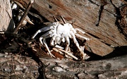 2nd Sep 2011 - Spirit Crab