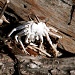 Spirit Crab by pamelaf