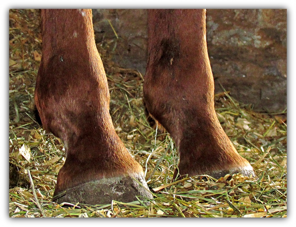 Farm Feet by glimpses