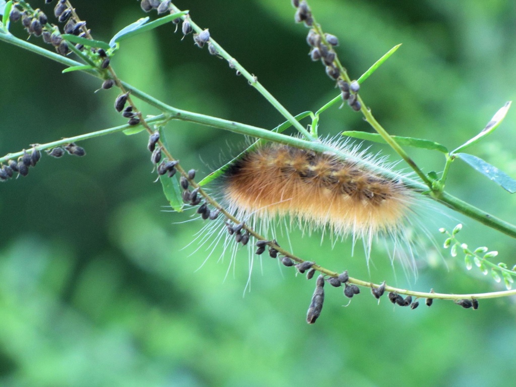 Foo fooy caterpillar.  by maggie2