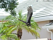 3rd Sep 2011 - Turkey Vulture