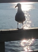31st Aug 2011 - Sunset Gull