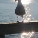 Sunset Gull by juletee