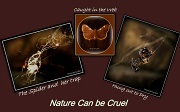 2nd Sep 2011 - Nature Can Be Cruel