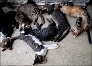 3rd Sep 2011 - Porch Cats