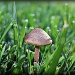 Backyard Mushroom by melinareyes
