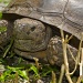 Gopher Tortoise by twofunlabs