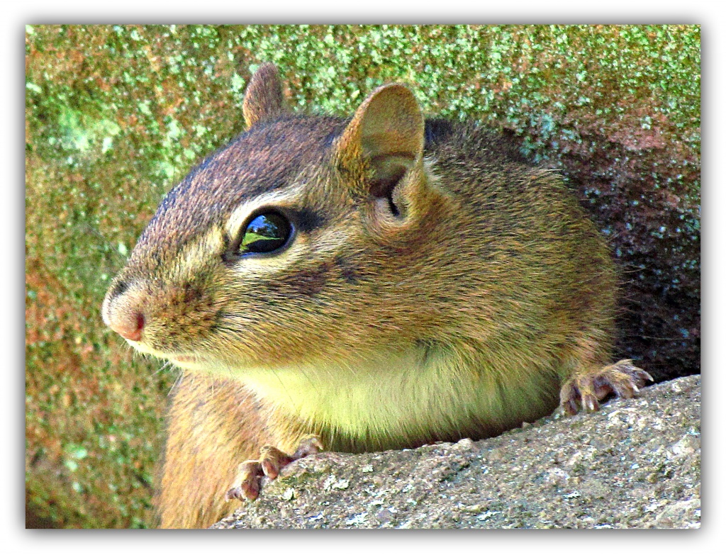 A Green Chipmunk?? by glimpses