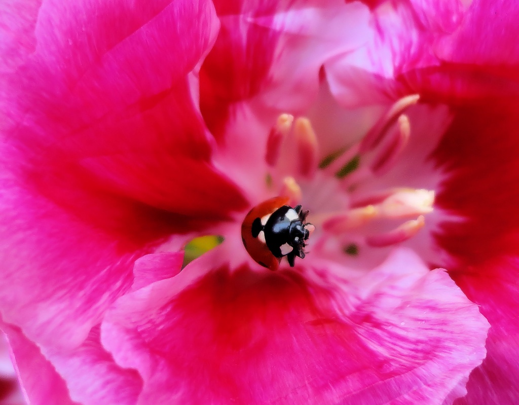 Ladybird on a Godetia Flower by itsonlyart