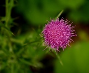 4th Sep 2011 - Little pink flower