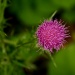 Little pink flower by mittens
