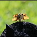 Backyard Butterfly by melinareyes