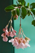 4th Sep 2011 - my new begonia
