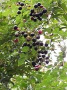 4th Sep 2011 - Wild Berries