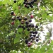 Wild Berries by marlboromaam