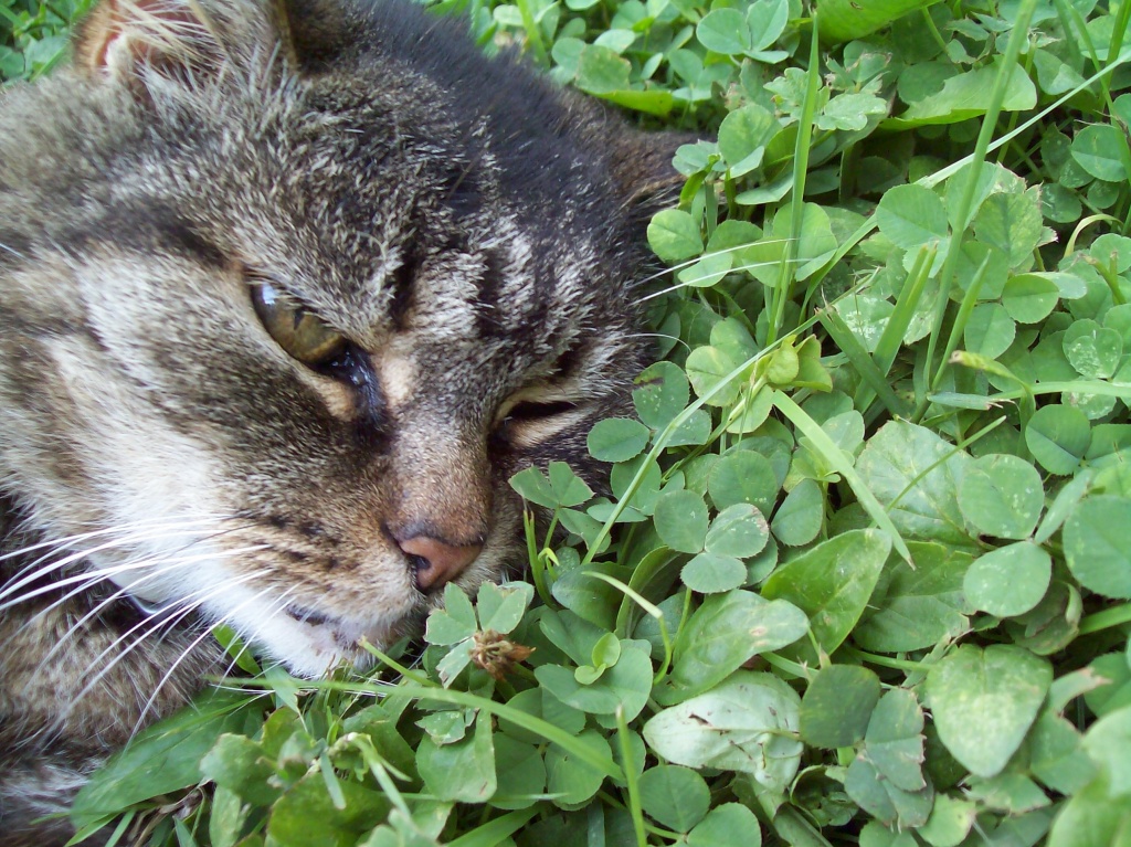 Kitty Cat in the Clovers by julie