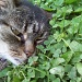 Kitty Cat in the Clovers by julie