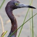 Little Blue Heron Close by twofunlabs