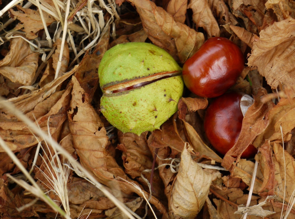 Bonkers for Conkers by judithg