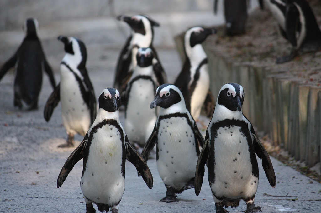 The penguins walked in three by three by eleanor