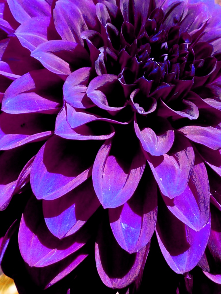 Purple Shadows by denisedaly
