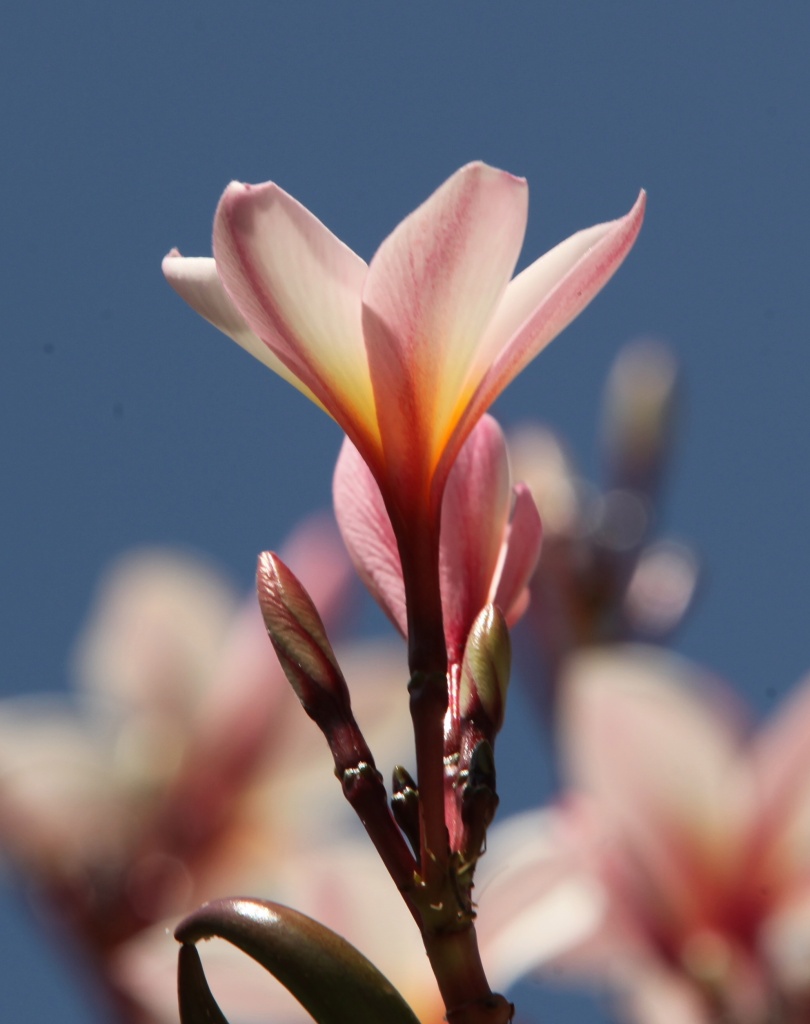 another frangipani by lbmcshutter