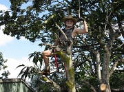 6th Sep 2011 - Bernie Chops Down the Mango Tree