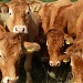 Bullocks! by shepherdman